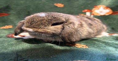 Mini Lop rabbits - Advert 11