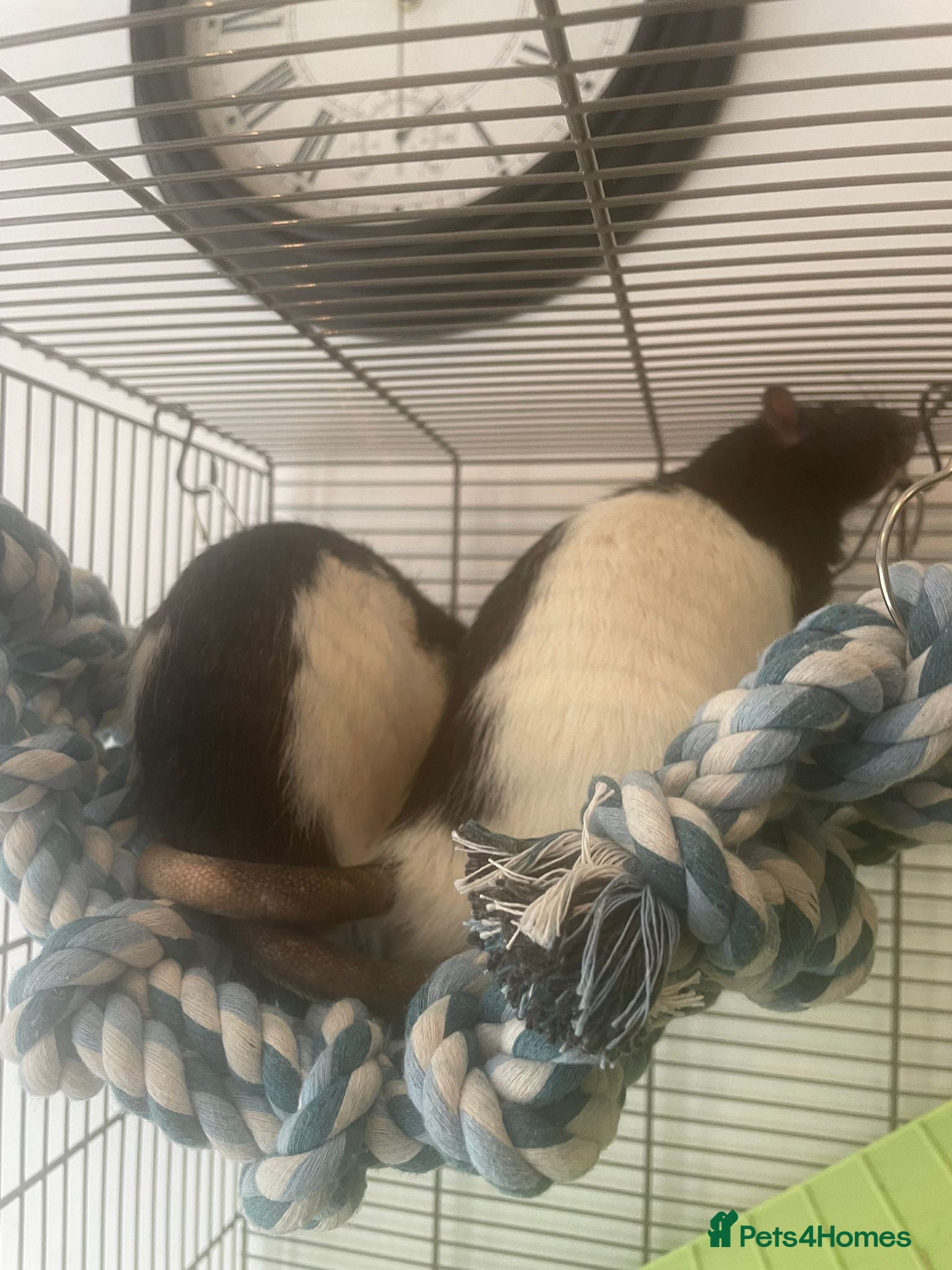Rat rodents Two male fancy rats  - Advert 1