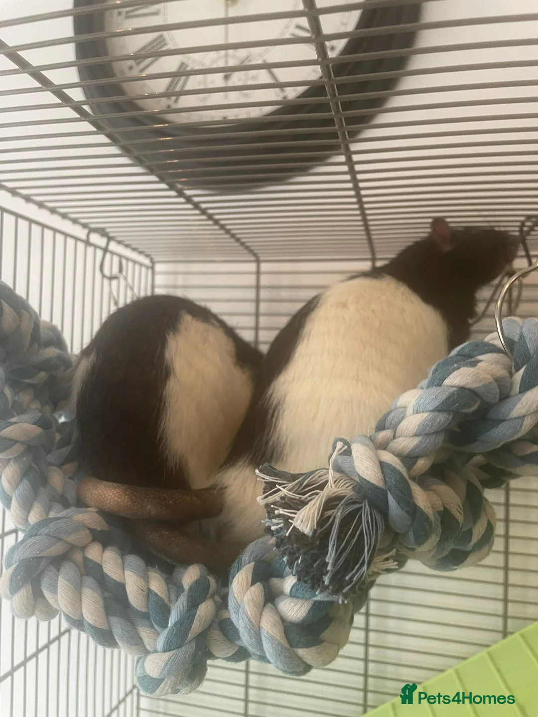 Rat rodents for sale: Two male fancy rats  in Ilford - Advert 1