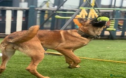 Belgian Shepherd Dog dogs for sale: KC Reg Female Belgium Shepherd Malinois 10 months - Image 5