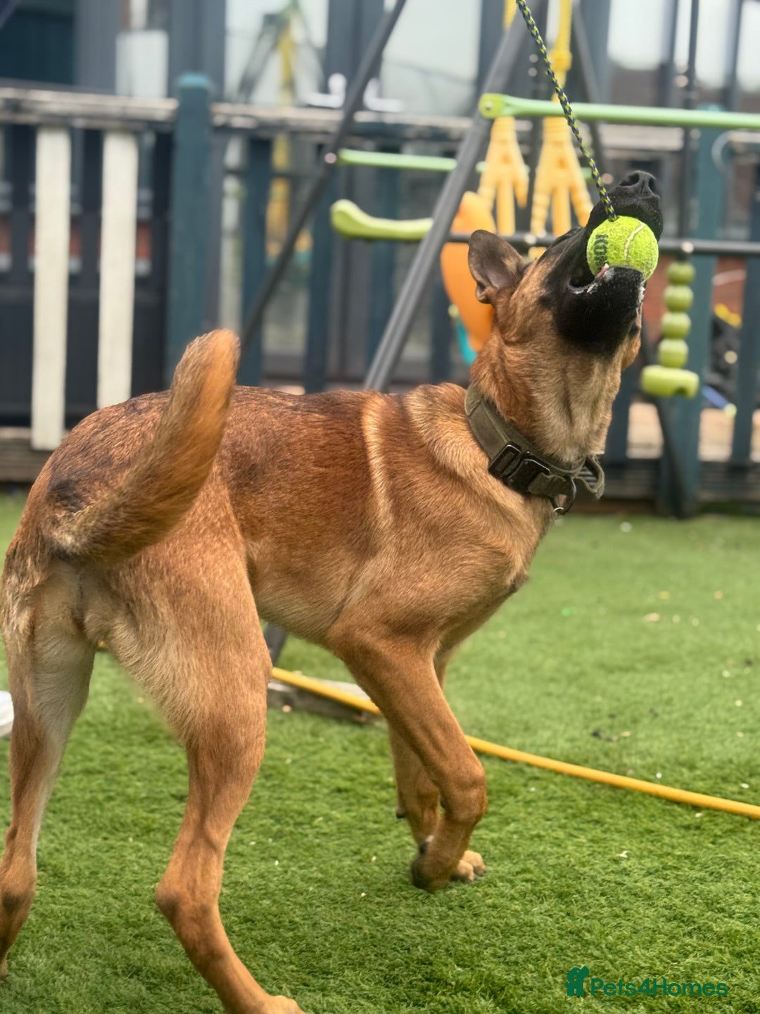 Belgian Shepherd Dog dogs for sale: KC Reg Female Belgium Shepherd Malinois 10 months - Image 5
