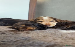 Cocker Spaniel dogs for sale: beautiful KC show cocker spaniel puppies  - Image 2