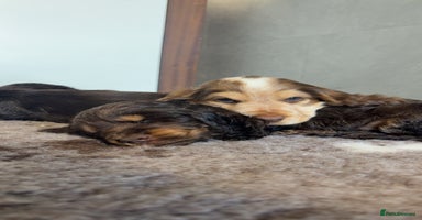 Cocker Spaniel dogs - Advert 5