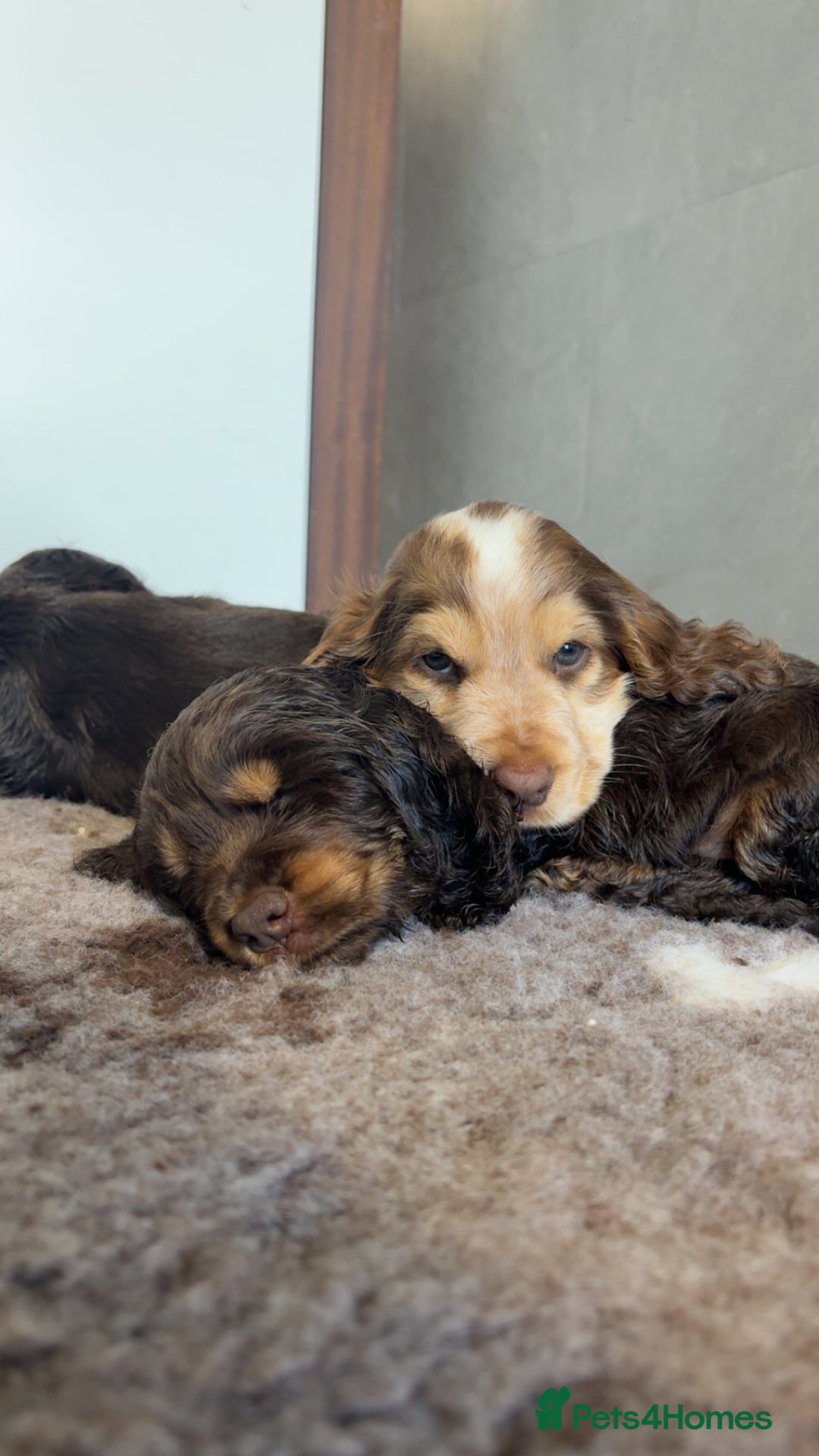 Cocker Spaniel dogs for sale: beautiful KC show cocker spaniel puppies  - Image 2