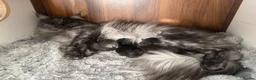 Maine Coon cats for sale: SHOW QUALITY MAINE COON KITTENS  - Advert 2
