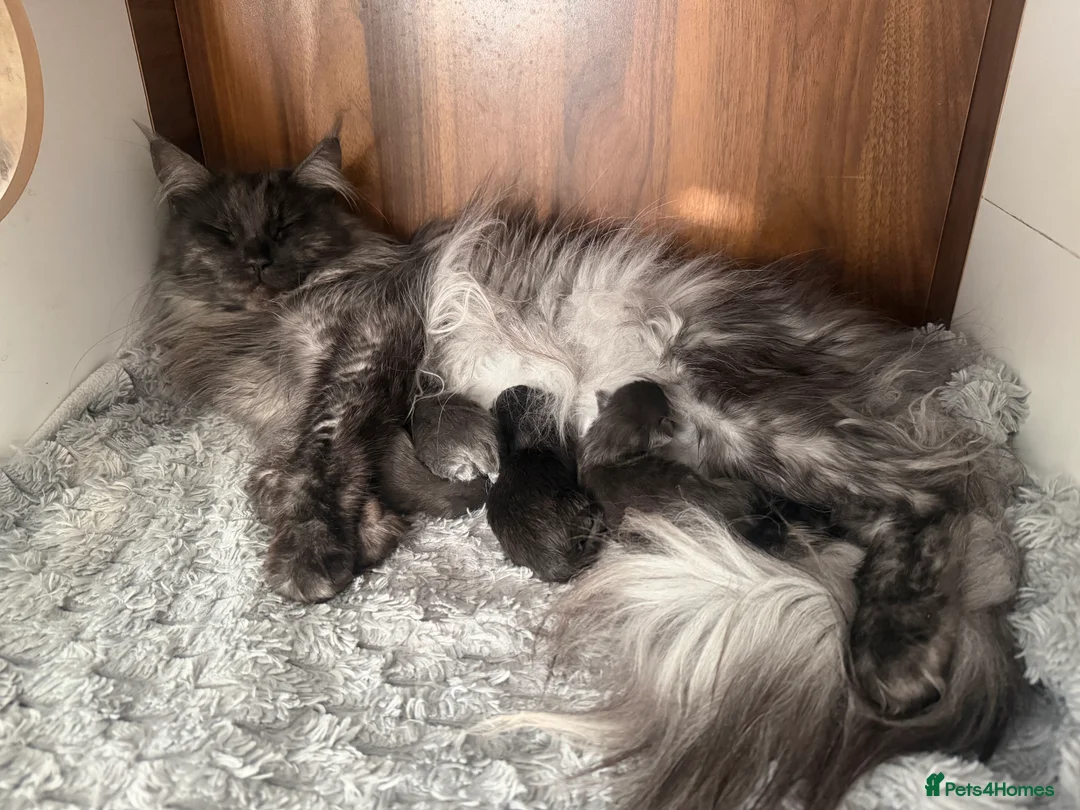 Maine Coon cats for sale: SHOW QUALITY MAINE COON KITTENS  - Advert 2