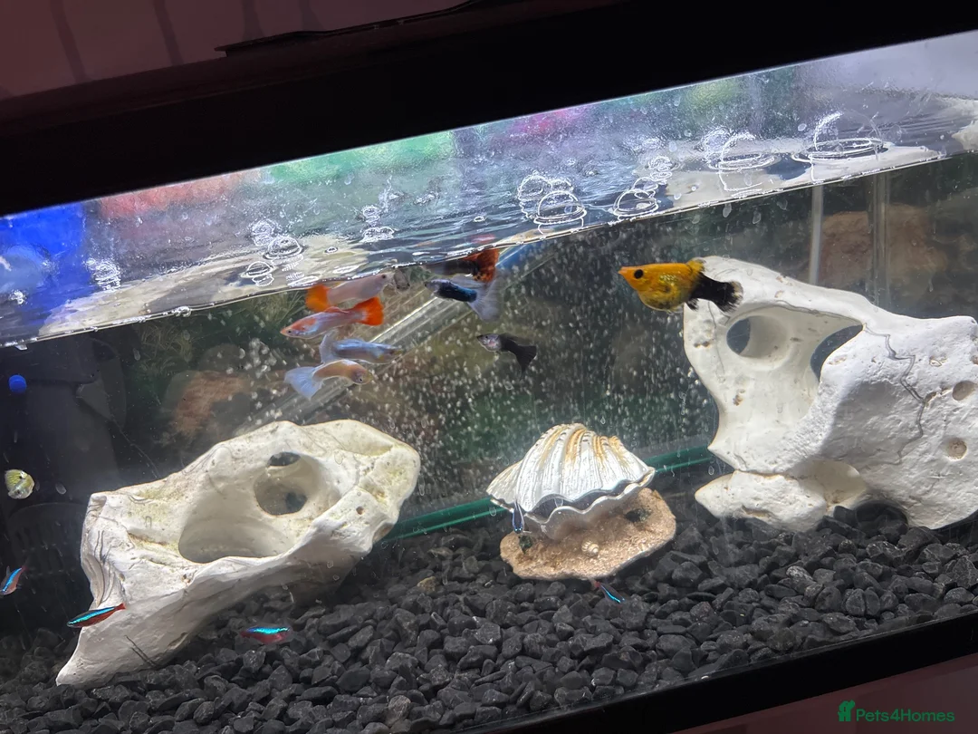 Live Bearers fish for sale: Full tank set up in Doncaster - Advert 2