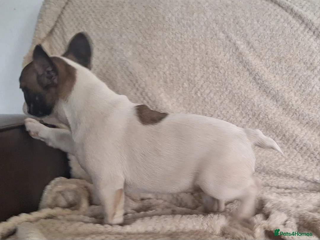 French Bulldog dogs for sale: 🐾 French bulldog puppies lookin for forever home - Advert 11