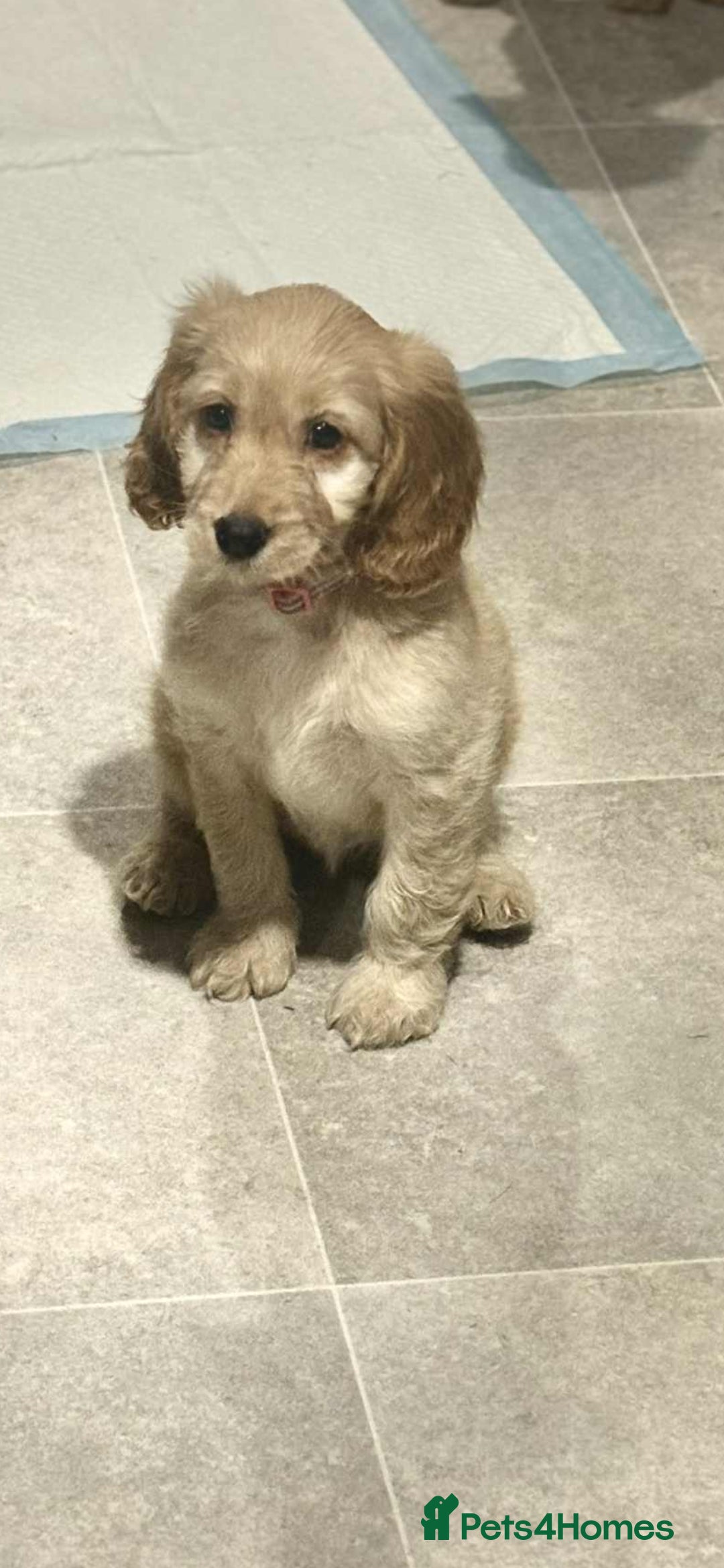 Cockapoo dogs for sale: Beautiful Cockapoos  - Image 4