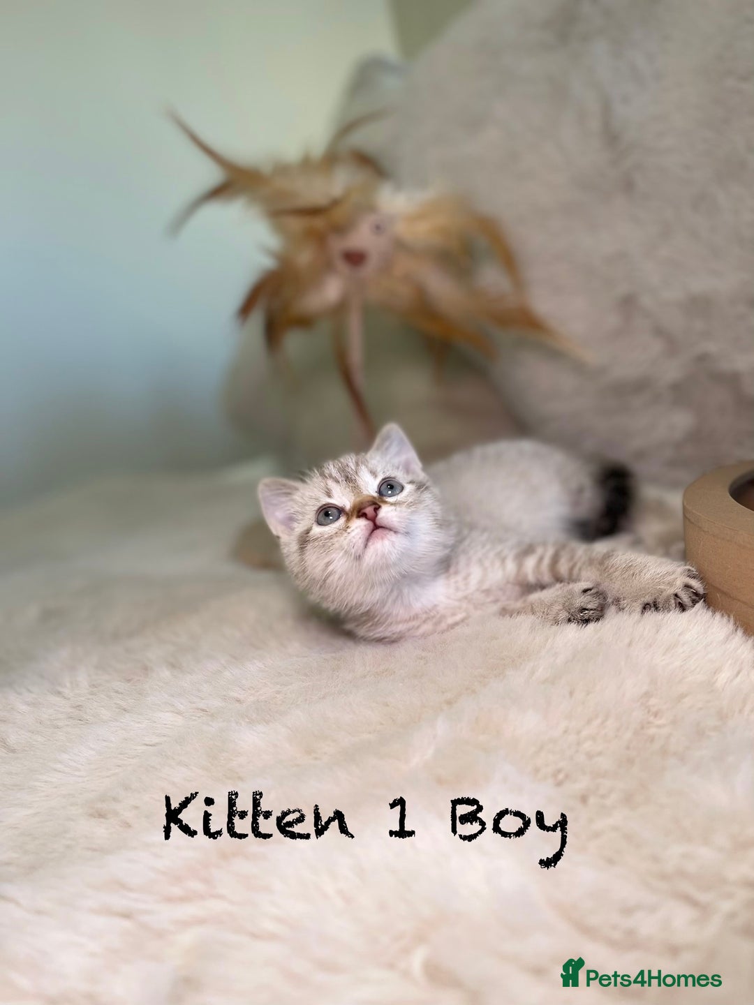 Mixed Breed cats for sale: Stunning kittens ready now  - Advert 22