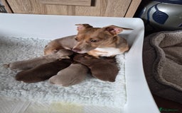 Jack Russell dogs for sale: Quality miniature Jack Russell puppies  - Image 6