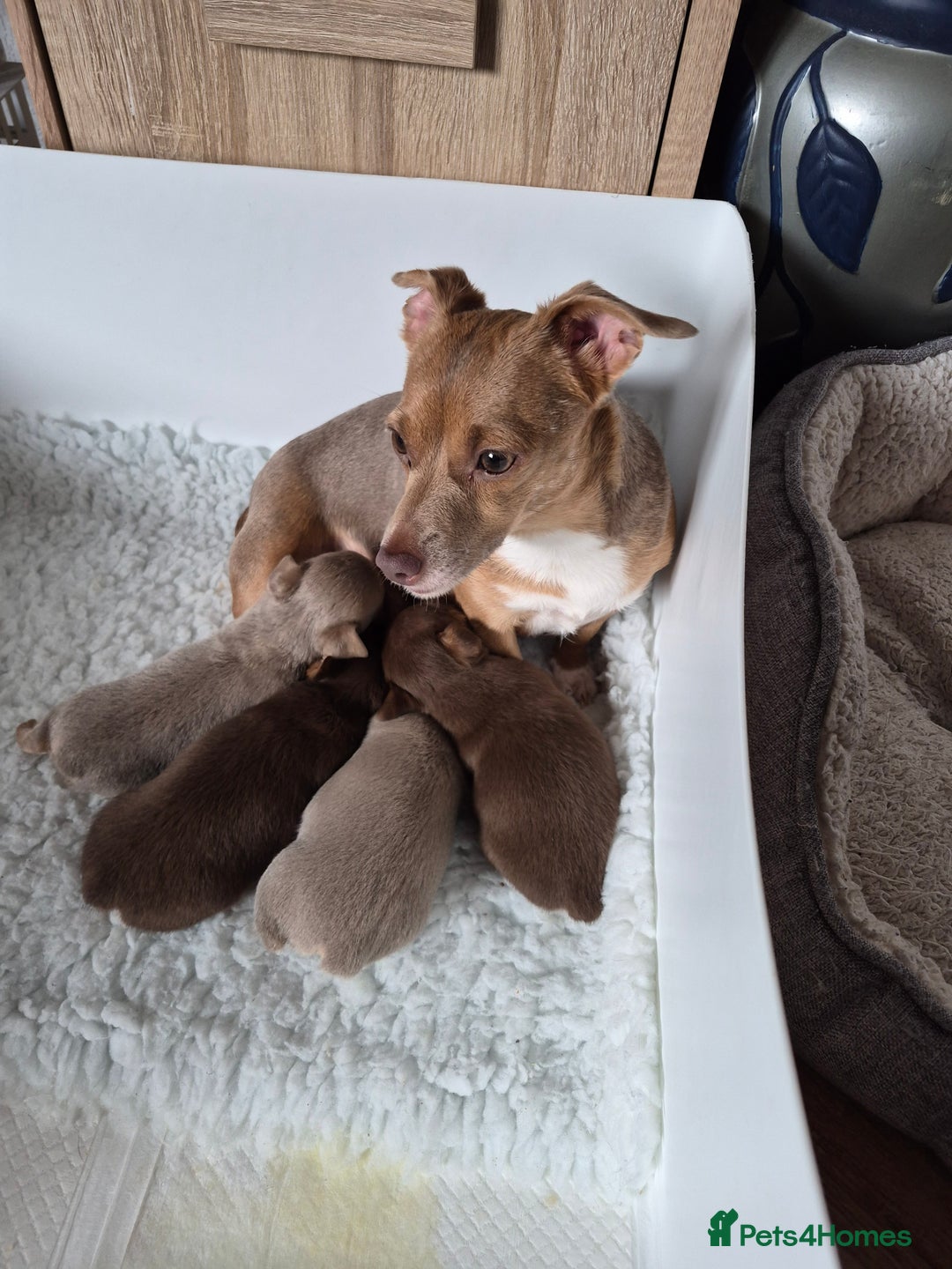 Jack Russell dogs for sale: Quality miniature Jack Russell puppies  - Image 6