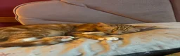 Domestic Shorthair cats for sale: Beautiful kittens  - Advert 2