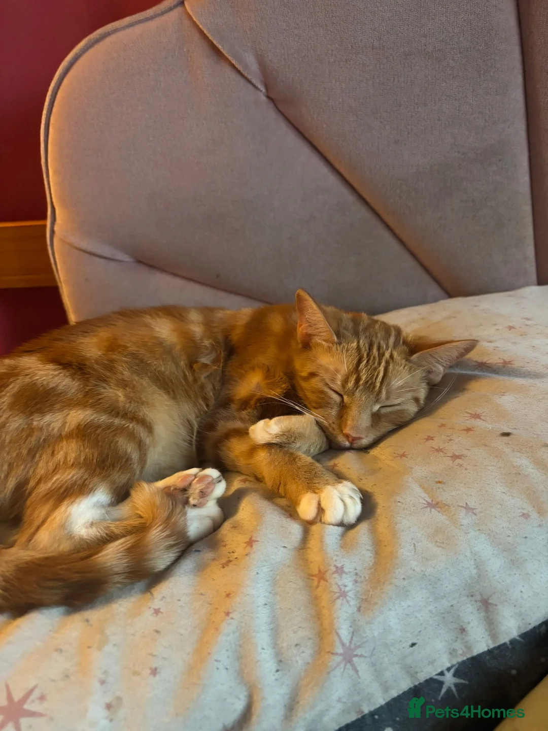 Domestic Shorthair cats for sale: Beautiful kittens  - Advert 2