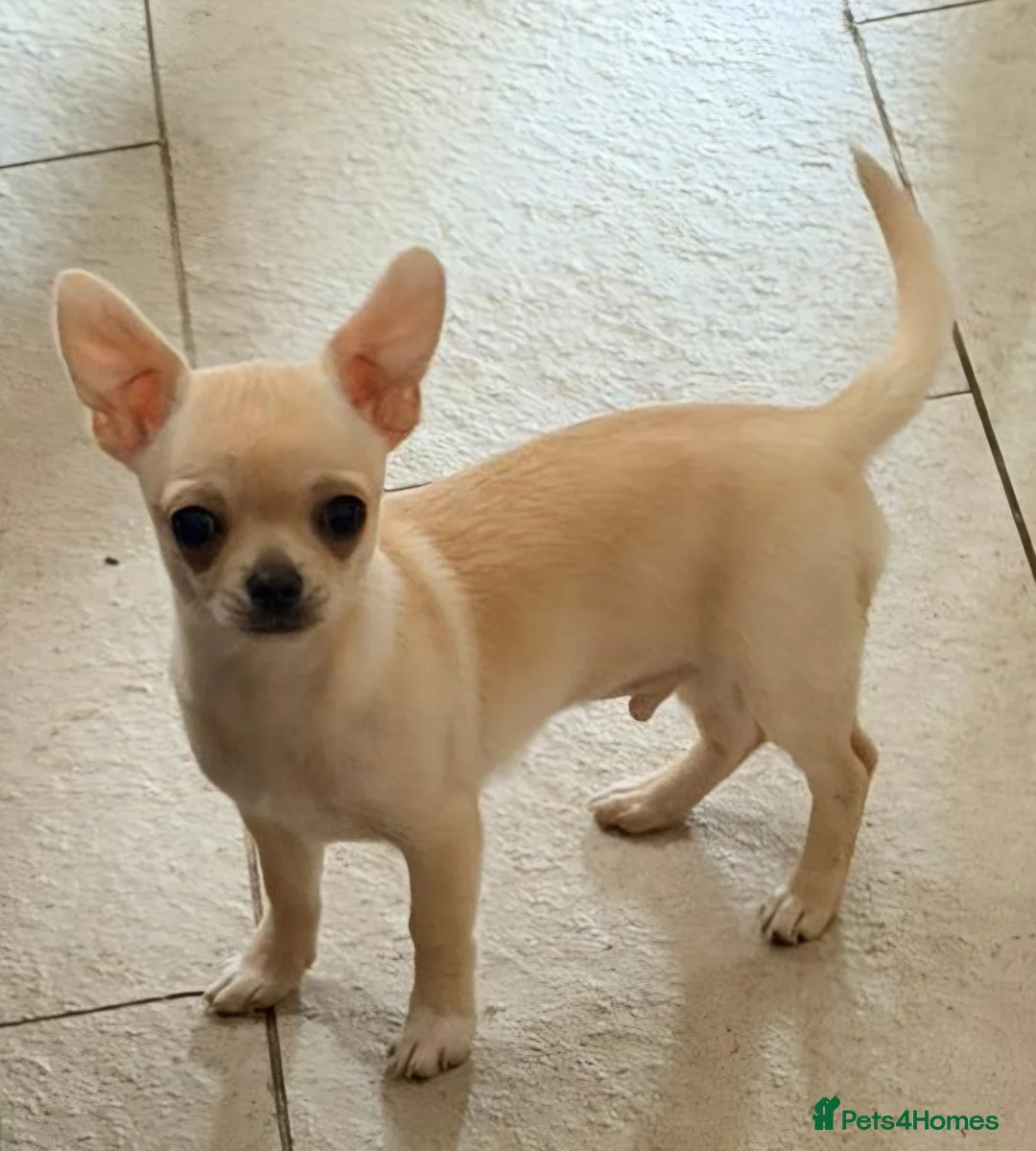 Chihuahua dogs for sale: Chihuahua smooth coat pup, male - Advert 3