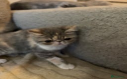 Exotic cats for sale: SHOW QUALITY EXOTIC KITTENS - Image 4