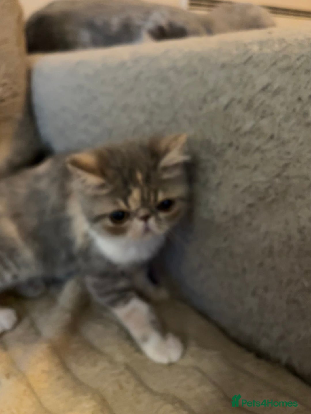 Exotic cats for sale: SHOW QUALITY EXOTIC KITTENS - Image 4