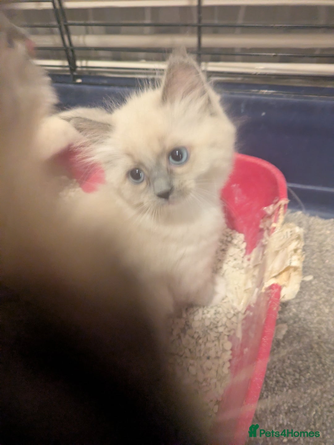 Ragdoll cats for sale: Colour point kittens - Image 5