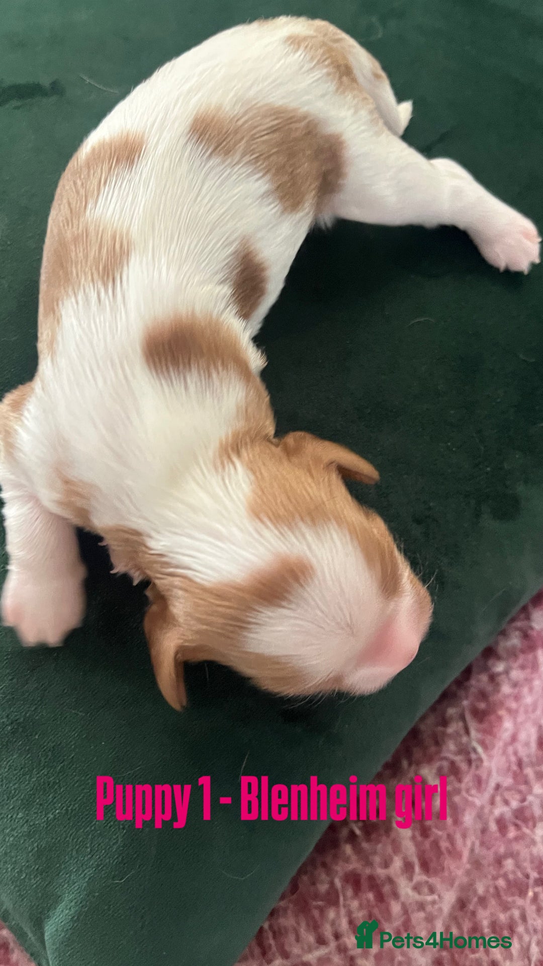 Cavalier King Charles Spaniel dogs for sale: Beautiful KC Registered Cavalier King Charles Pups - Advert 5