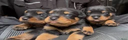 Rottweiler dogs for sale: Rottwiler puppies - Advert 2