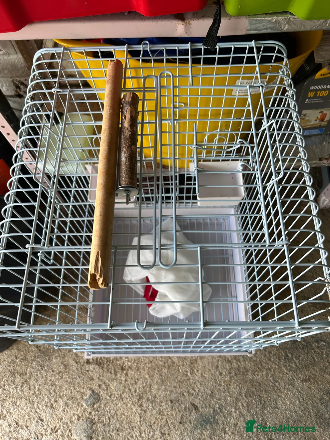 Cockatiels birds for sale: Cockatiel  for sale and looking for a loving home  - Advert 2