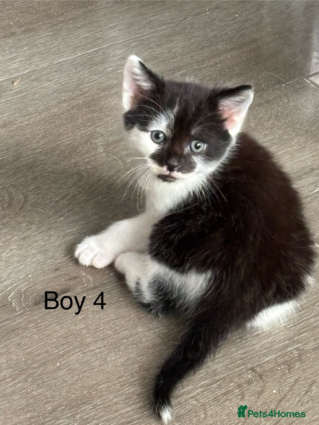 Mixed Breed cats for sale: 4 Gorgeous little boys  - Image 2