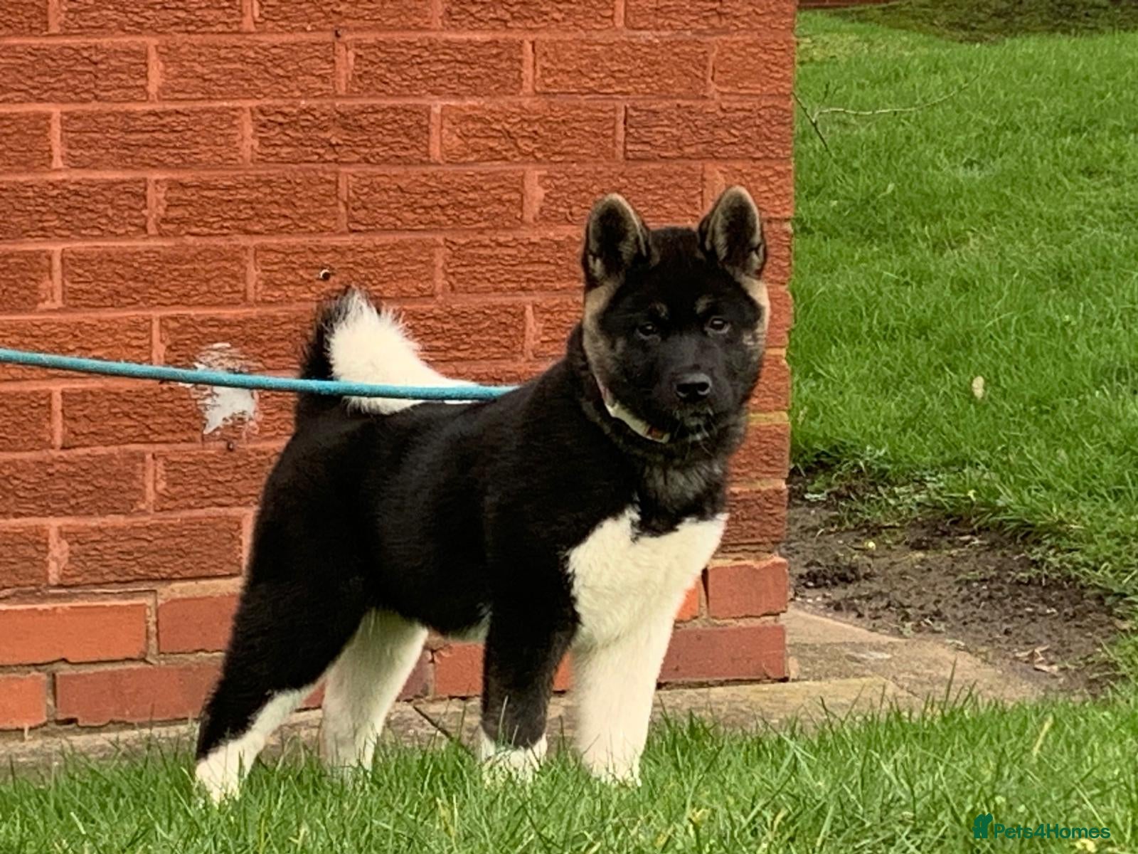 Akita dogs (No endorsements) RKC REGISTERED FEMALE AKITA - Advert 10