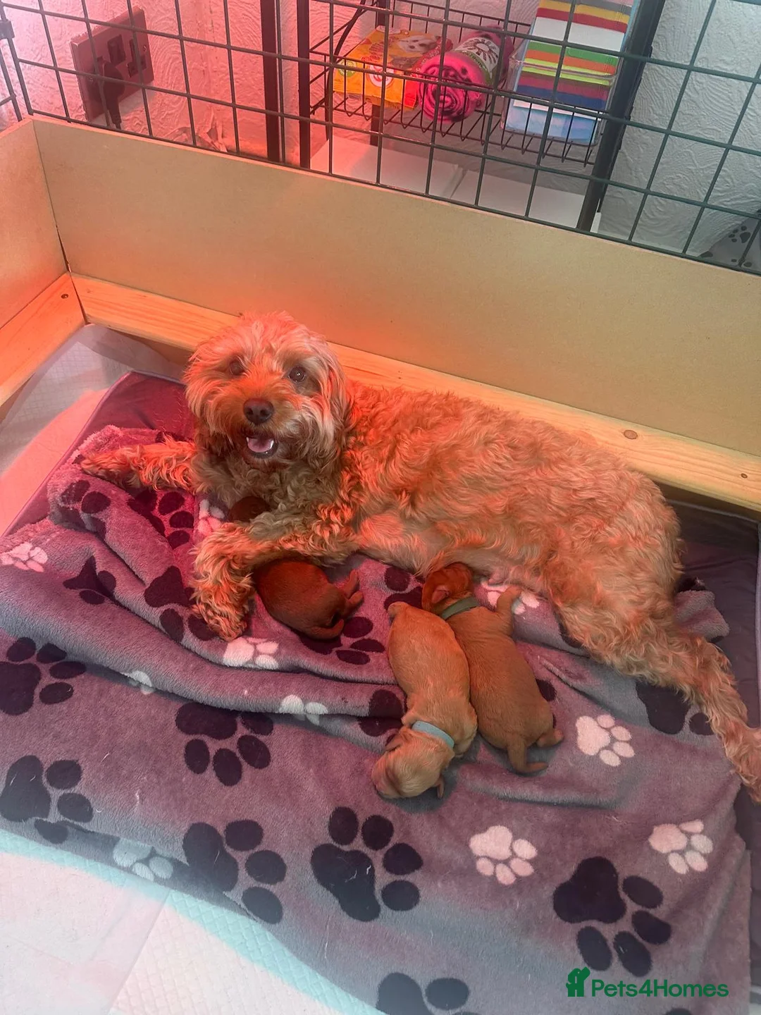 Cavapoo dogs for sale: 3 Stunning Cavapoo Puppies for sale  - Advert 13