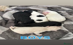Shihpoo dogs for sale: Stunning Shihpoo x Sproodle puppies - Image 2