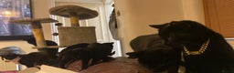 Domestic Shorthair cats for sale: 4 cats in need of homes  - Advert 4