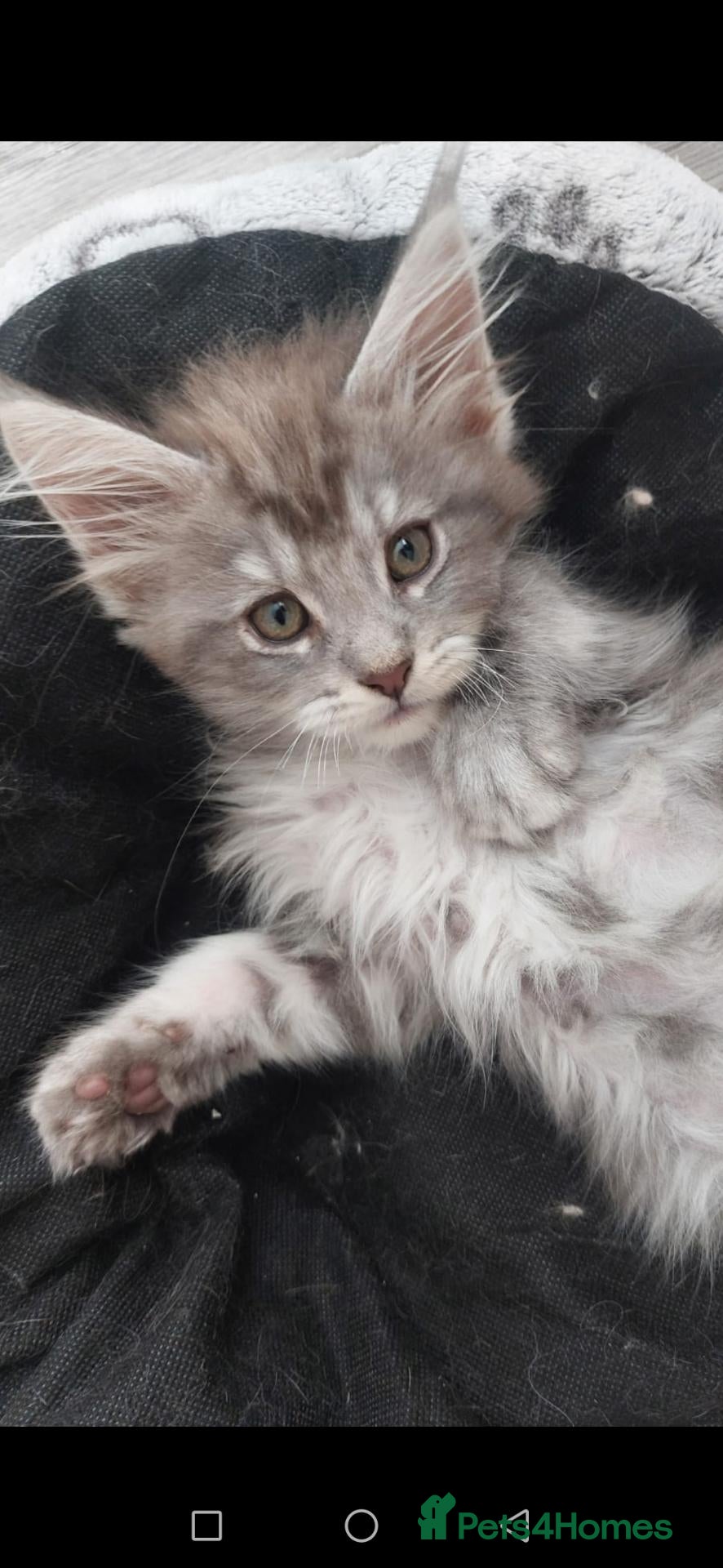 Maine Coon cats Pedigree Maine Coon kittens available for sale  - Advert 1