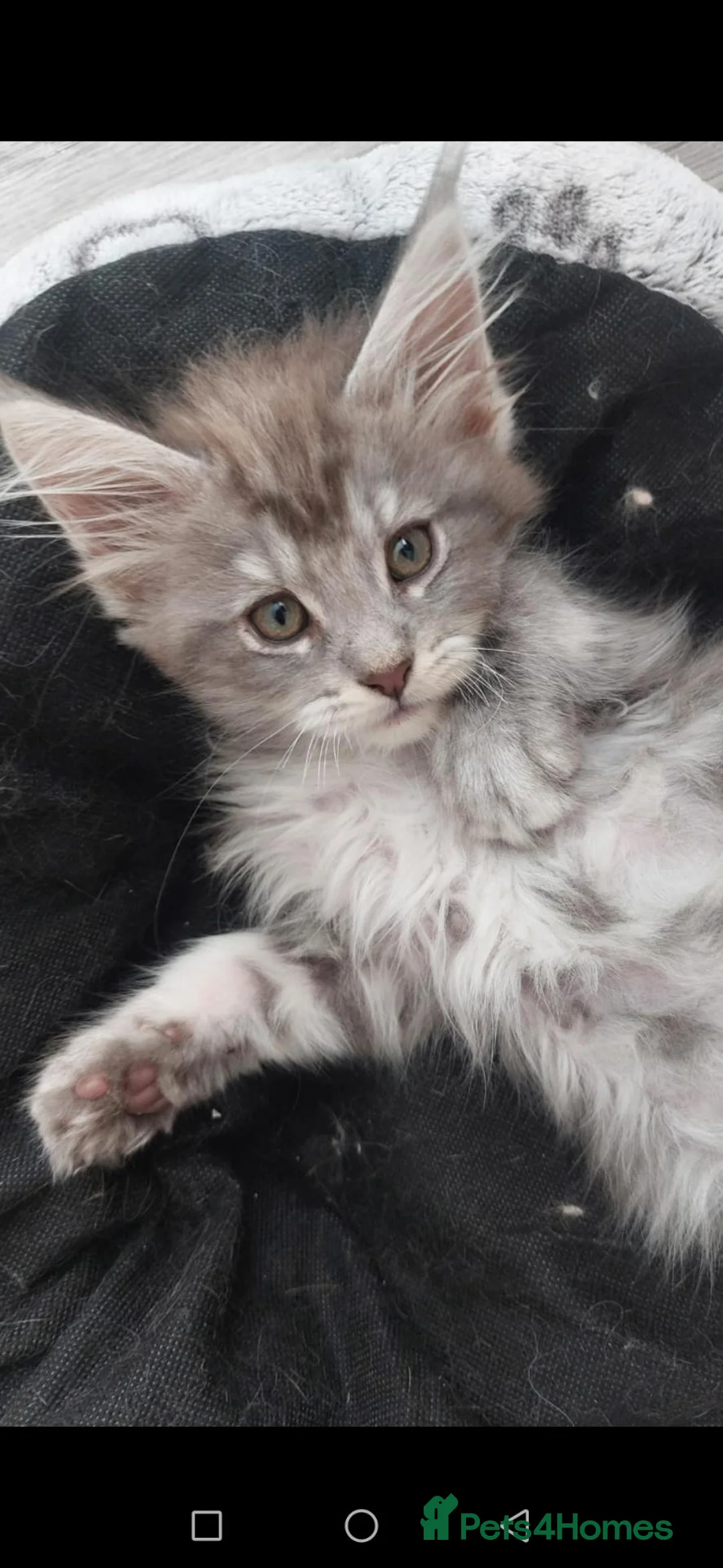 Maine Coon cats for sale: Pedigree Maine Coon kittens available for sale  - Advert 1