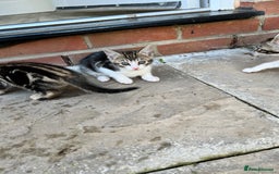 Bengal cats for sale: Bengal X Kittens - Image 16