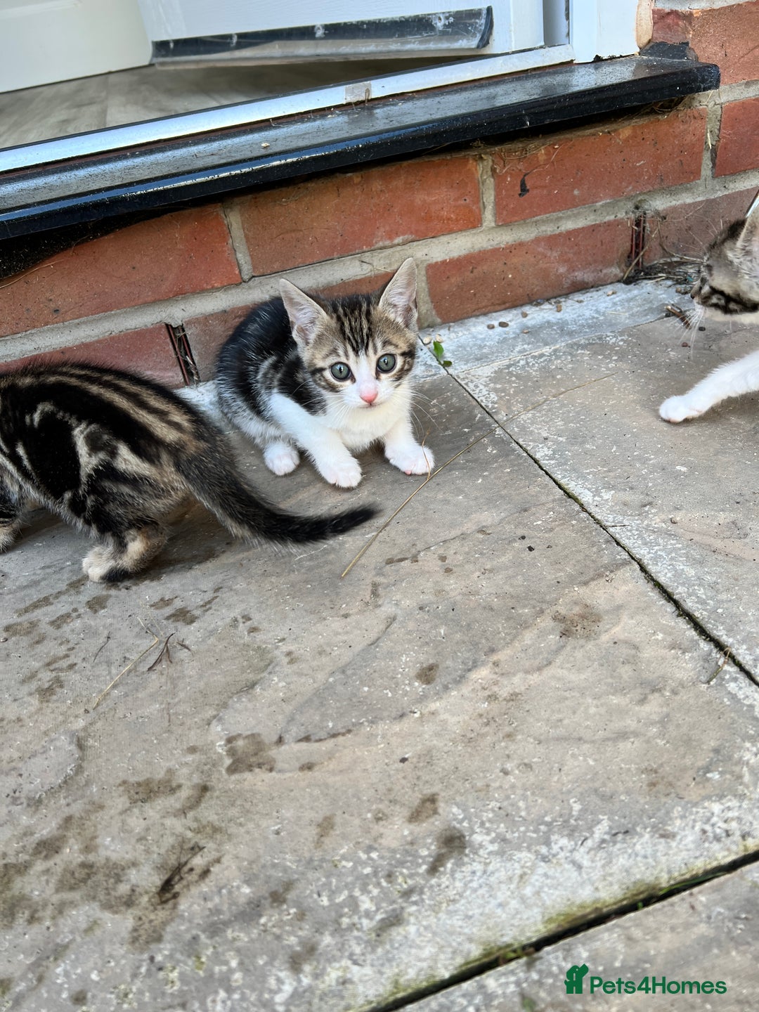 Bengal cats for sale: Bengal X Kittens - Image 16