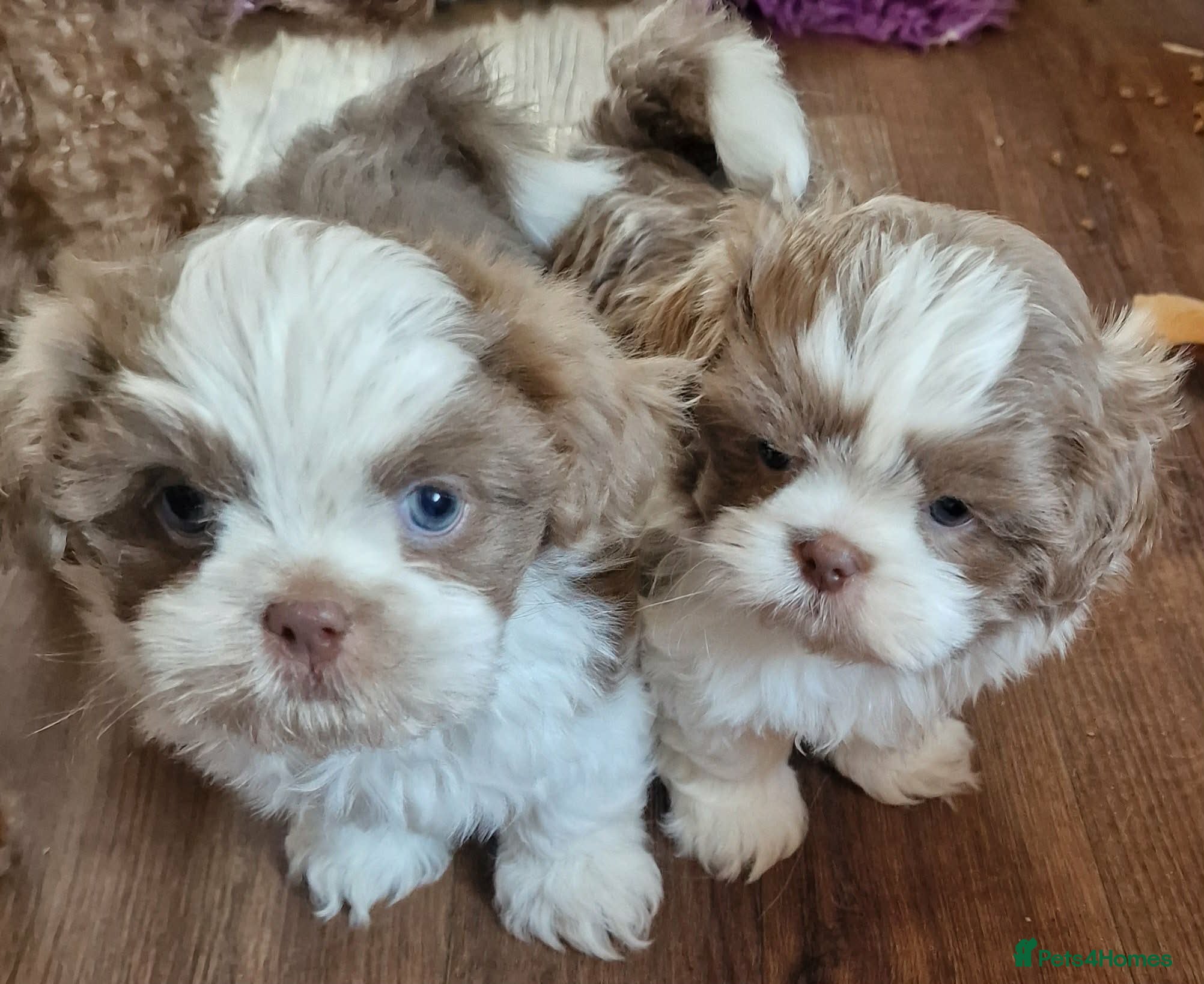 Shihpoo dogs Superb lilac Imperial Shihpoos - Advert 14