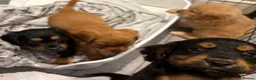 Cocker Spaniel dogs for sale: Beautiful working cocker spaniels  - Advert 15