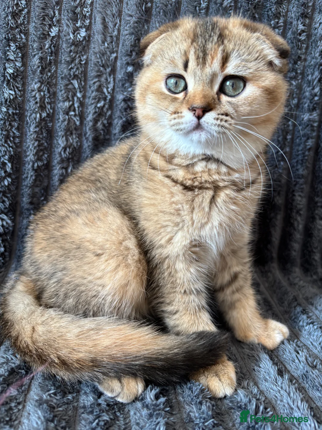 Scottish Fold cats for sale: Last Scottish Fold Golden Tabby Kitten - Advert 2