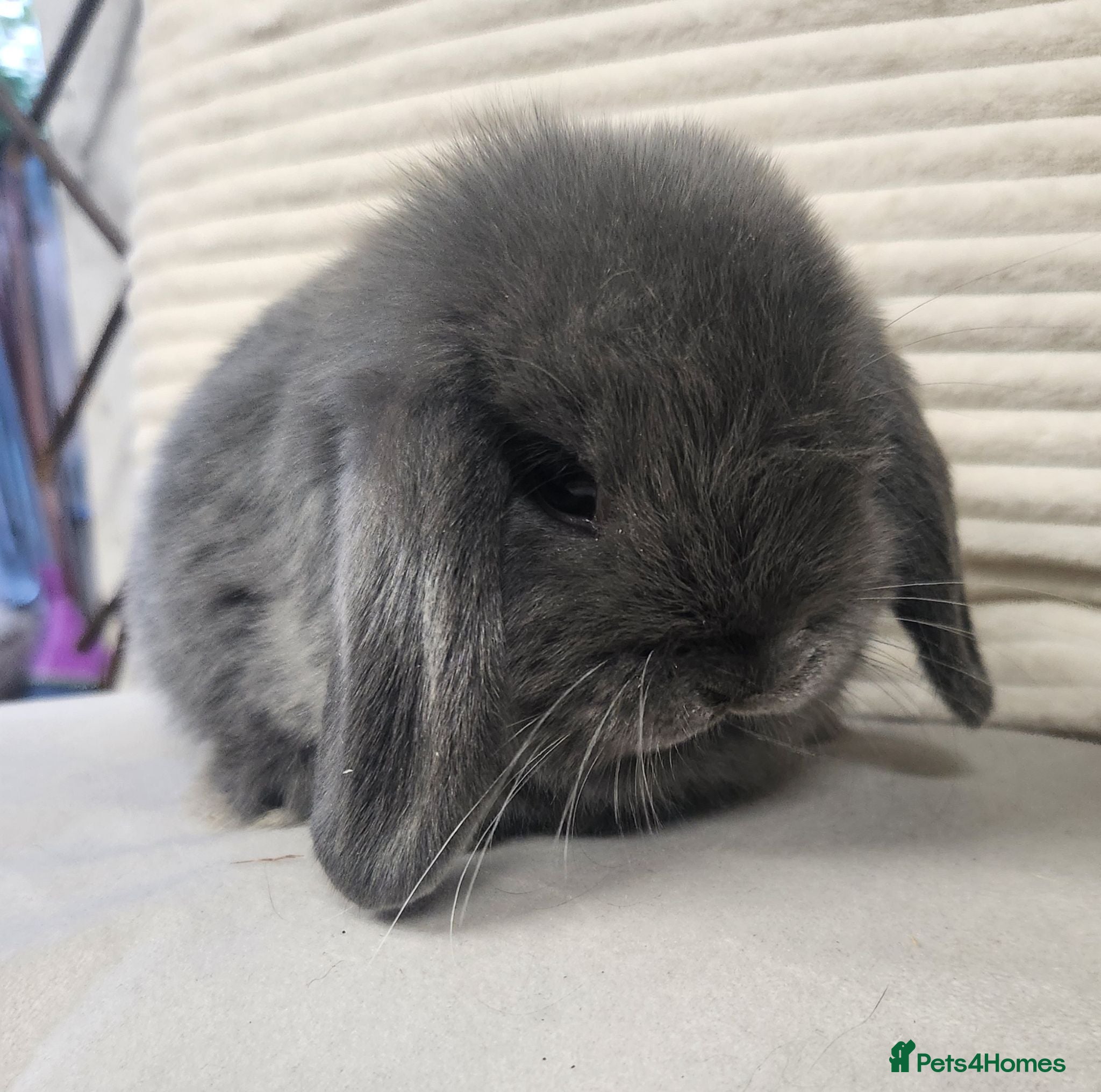 Mini Lop rabbits Mini lops ready from the 7th of August  - Advert 2