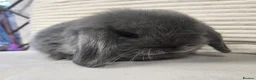 Mini Lop rabbits for sale: Mini lops ready from the 7th of August  - Advert 1