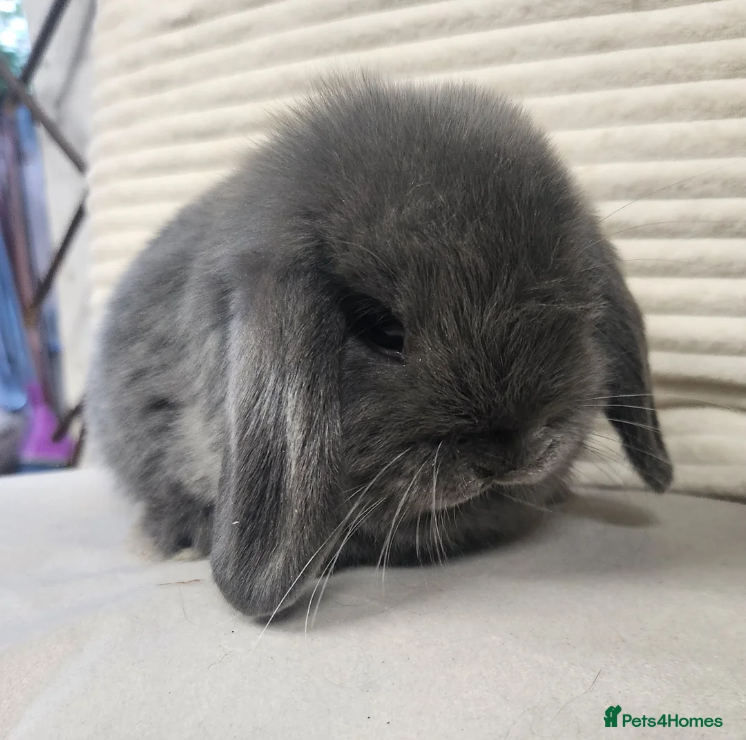 Mini Lop rabbits for sale: Mini lops ready from the 7th of August  - Advert 1