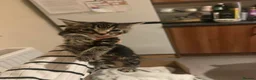 Mixed Breed cats for sale: Beautiful tabby boy  - Advert 1