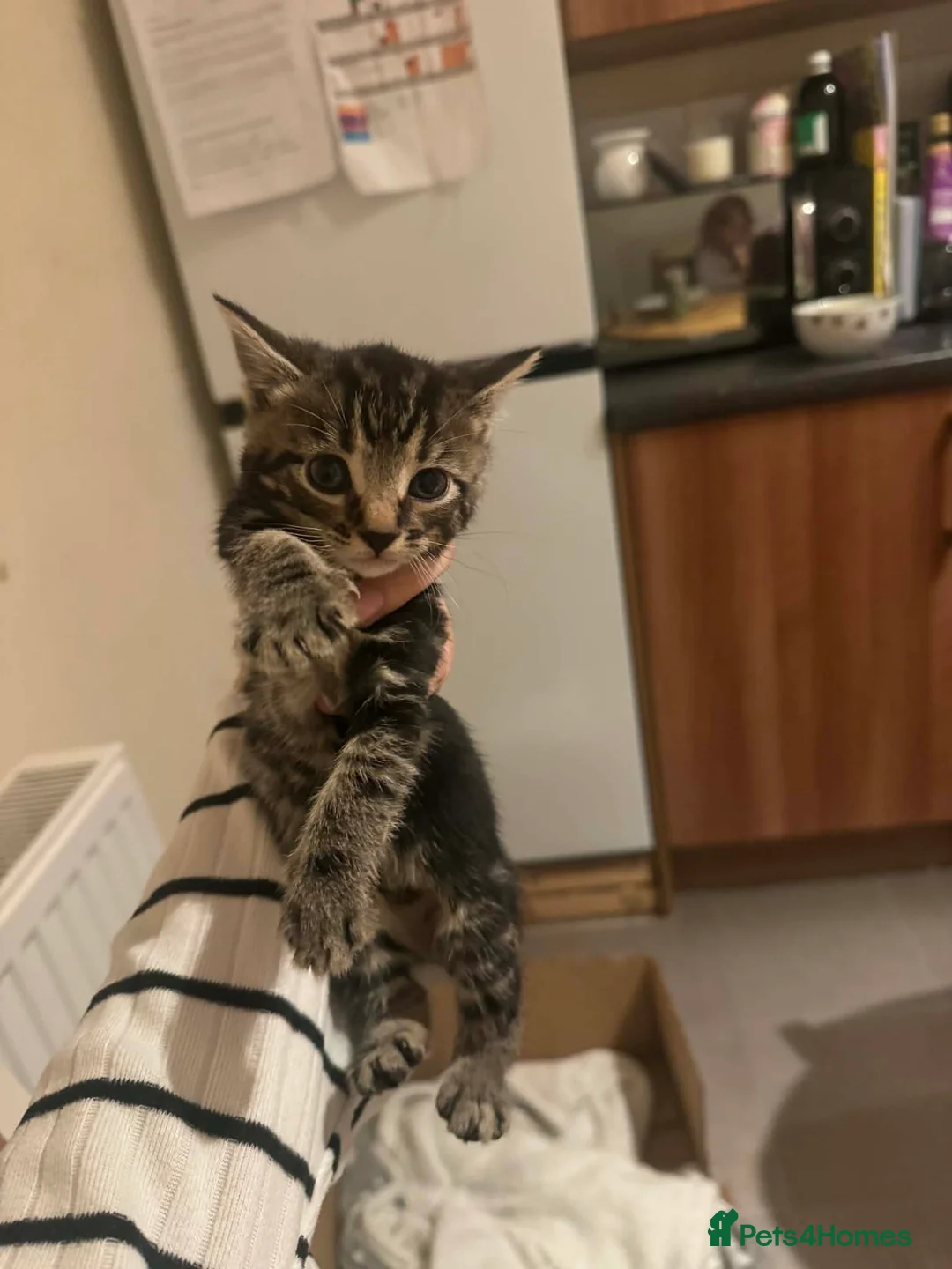 Mixed Breed cats for sale: Beautiful tabby boy  - Advert 1