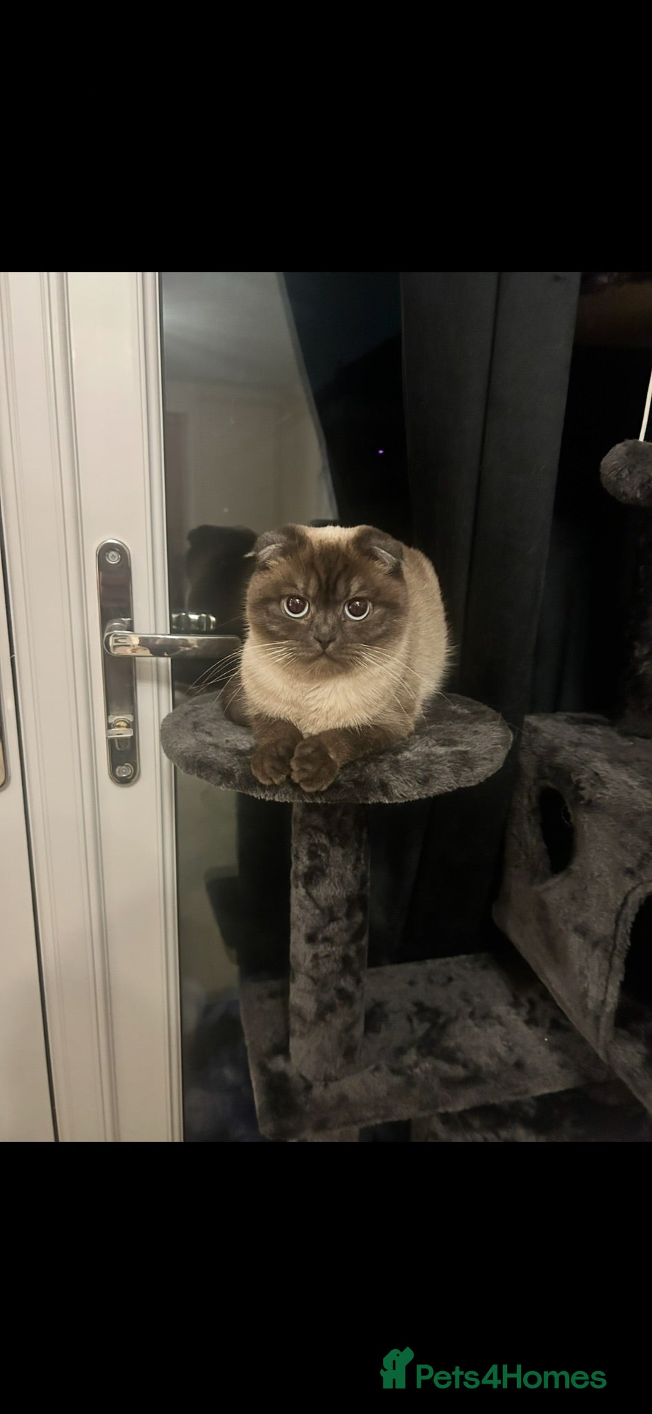 Scottish Fold cats 🐾 Seeking a Loving, Peaceful Home for beau  - Advert 2