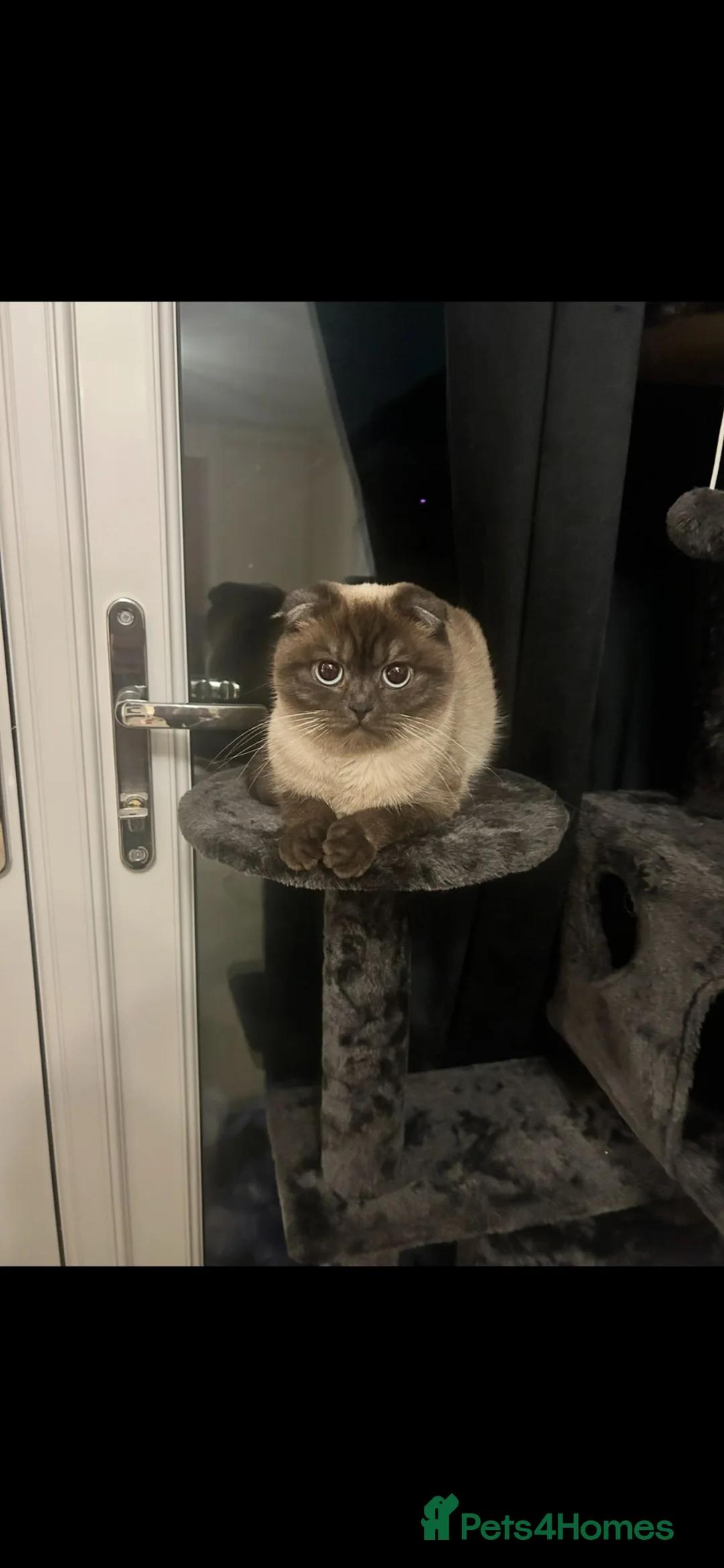 Scottish Fold cats for sale: 🐾 Seeking a Loving, Peaceful Home for beau  - Advert 2