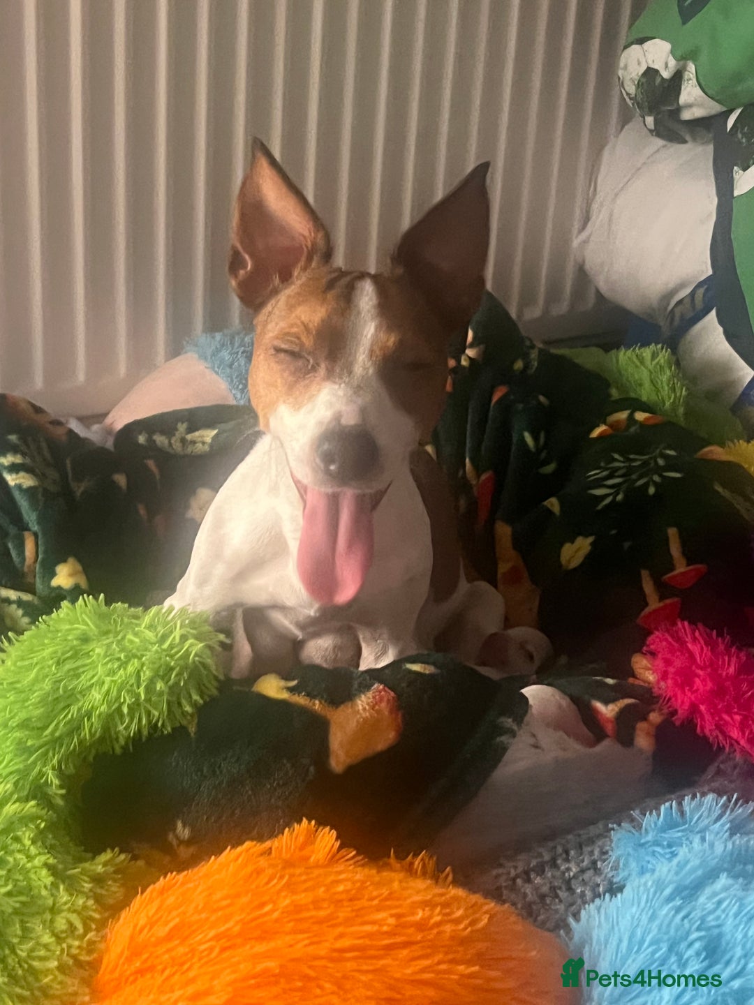 Jack Russell dogs for sale: Stunning Miniature Jack Russell Puppies!!! - Advert 21