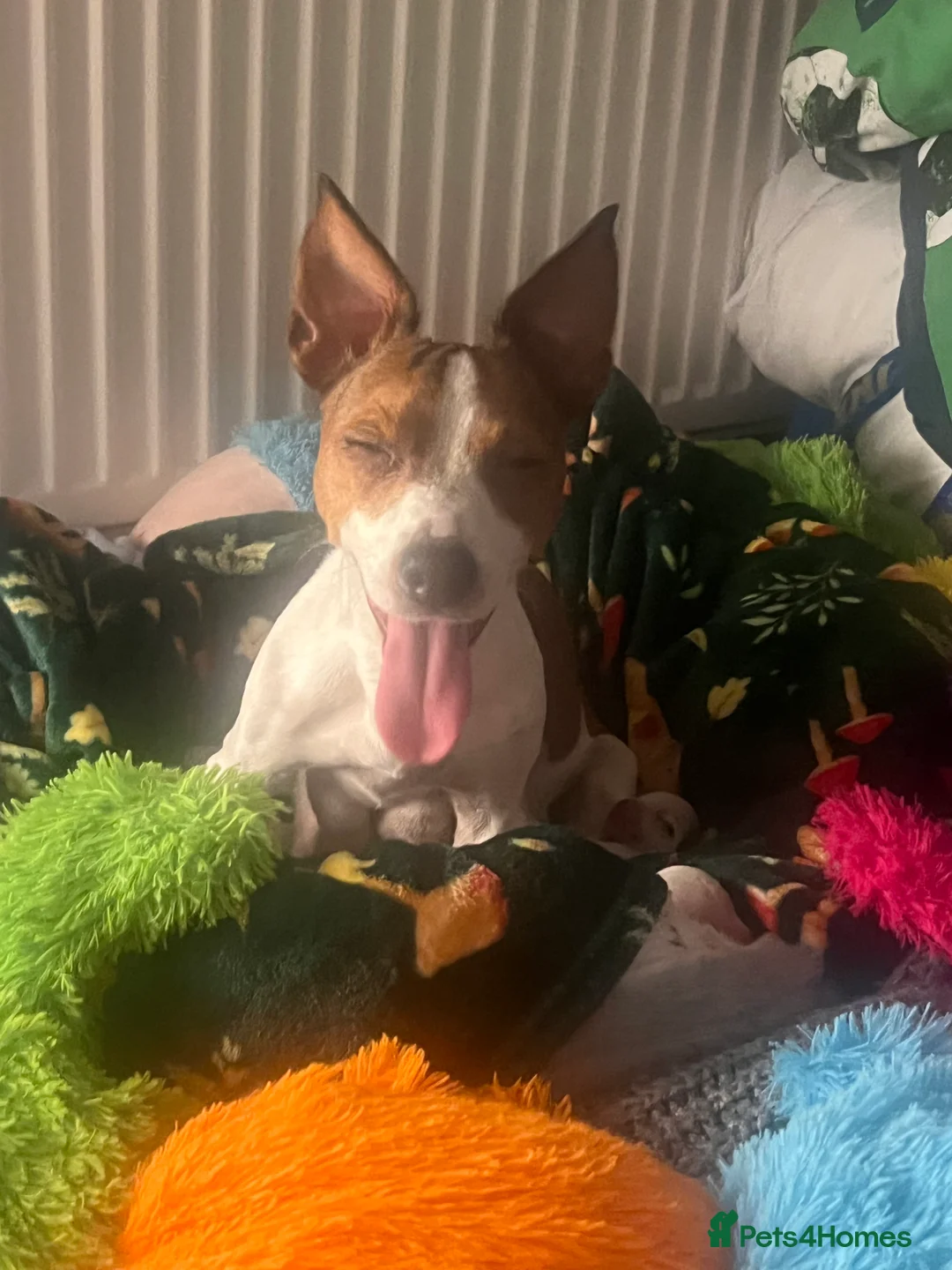 Jack Russell dogs for sale: Stunning Miniature Jack Russell Puppies!!! - Advert 18