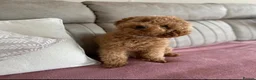Cavapoo dogs for sale: F1 Health tested Cavapoo puppies  - Advert 15