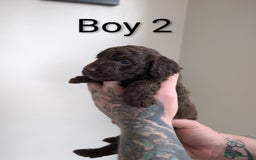 Cockapoo dogs for sale: Toy cocker poo f2 pups - Image 4