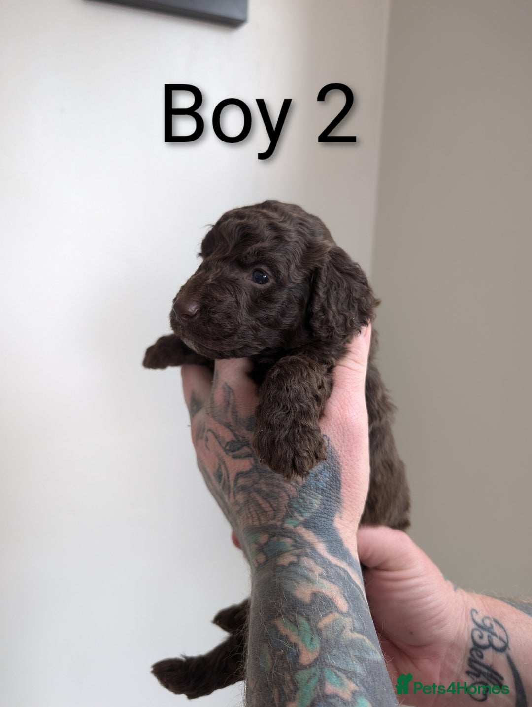 Cockapoo dogs for sale: Toy cocker poo f2 pups - Image 4