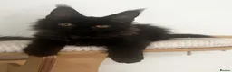 Maine Coon cats for sale: Stunning solid black female Maine Coon - Advert 5